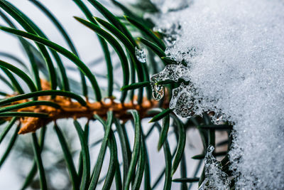 Close-up of frost on plant during winter