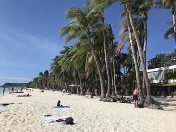 Palm trees on beach against sky