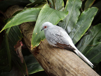 Close-up of bird perching on tree