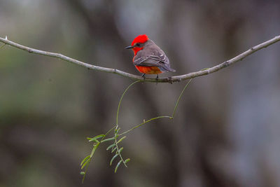 View of bird perching on branch