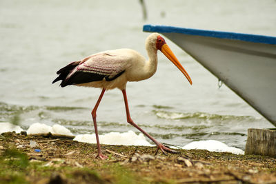 Close-up of bird on beach