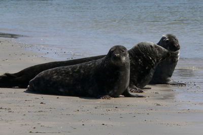 Seals resting on beach