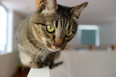 Close-up of tabby cat at home