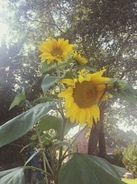 Close-up of yellow flower