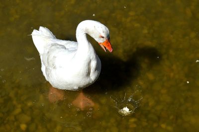 High angle view of swan swimming in lake