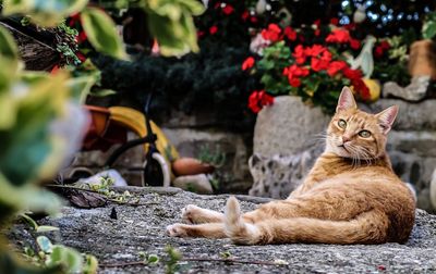 Cat looking away on plant