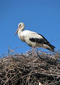 Low angle view of bird against clear blue sky