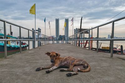 Dog relaxing by sea against sky