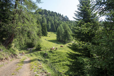 Panoramic view of pine trees in forest