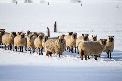 Flock of sheep in winter. sheep in the snow