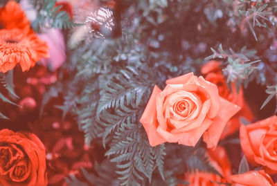 Close-up of rose bouquet