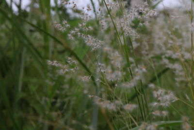 Close-up of flowering plants on field