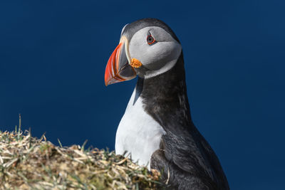 Close-up of puffin against blue sky