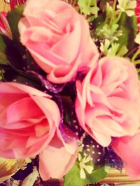 Close-up of pink flowers