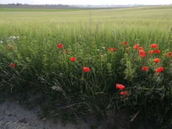 Red poppy flowers on field