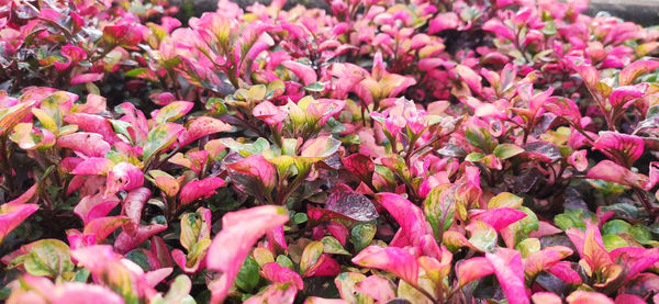 Close-up of pink flowering plants
