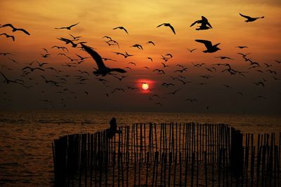 Silhouette birds flying over sea against sky during sunset