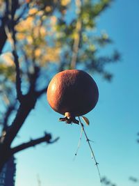 Low angle view of pomegranate in mid-air against sky