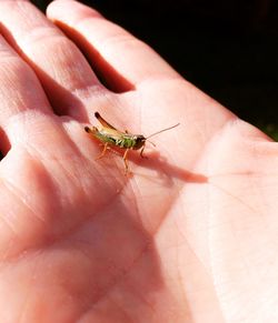 Close-up of cropped hand