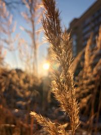 Close-up of stalks in field against sky at sunset