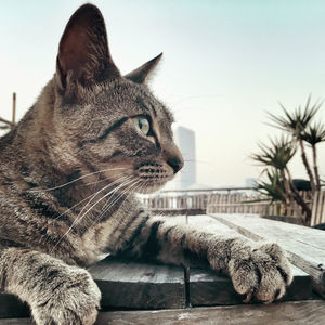 Close-up of cat sitting against sky