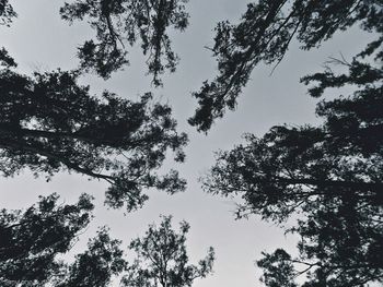 Low angle view of trees against sky