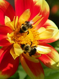 Close-up of bee pollinating on yellow flower