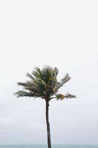 Low angle view of coconut palm tree against clear sky