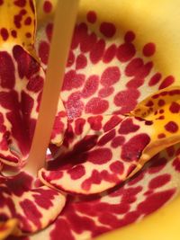 Close-up of red flower