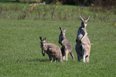 Horses standing in field