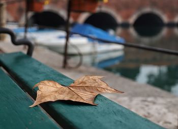 Close-up of dry leaves on seat