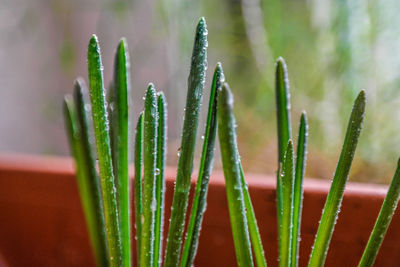 Close-up of wet plant