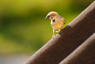 Close-up of bird perching