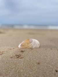 Close-up of seashell on beach