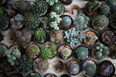 Full frame shot of succulent plants