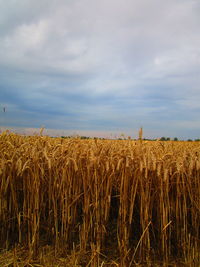 View of stalks in field against cloudy sky