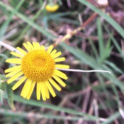 Close-up of daisy flowers