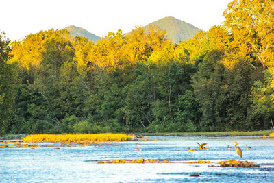 Birds swimming in lake against trees and mountain