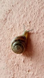 Close-up of snail on wall