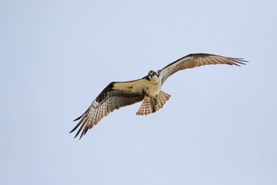 Low angle view of osprey flying against clear sky