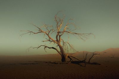 Bare tree on desert against sky