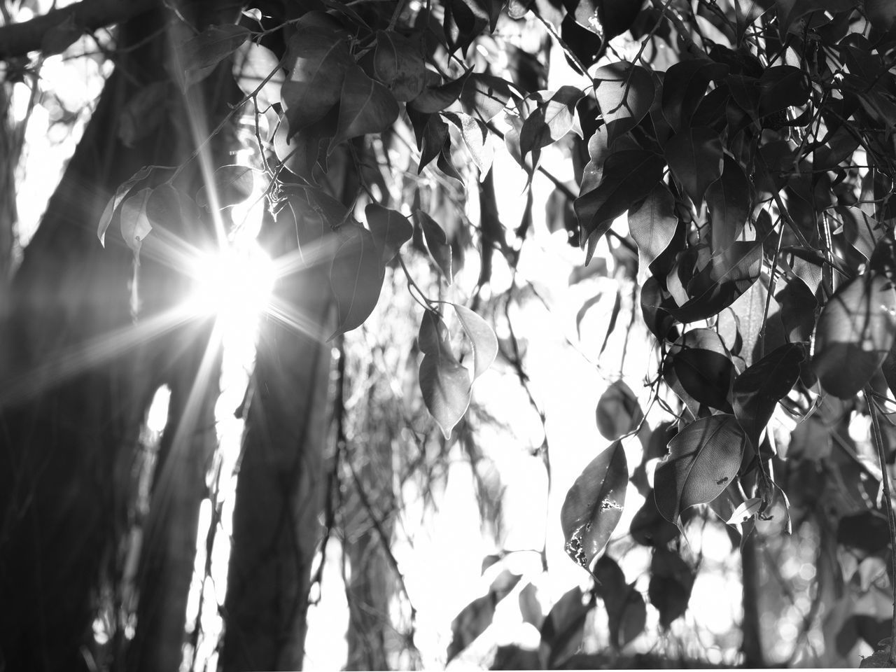 LOW ANGLE VIEW OF SUNLIGHT STREAMING THROUGH TREE BRANCH