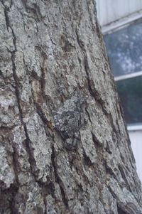 Close-up of lizard on tree trunk