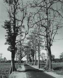Road amidst trees on field