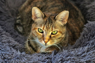 Close-up portrait of a cat