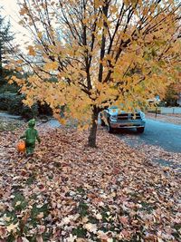 Fallen leaves on tree during autumn