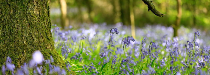 View of purple flowering plant