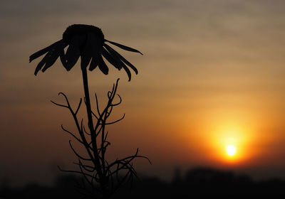 Plants at sunset