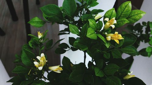 Close-up of white flowers