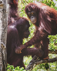 Close-up of monkey